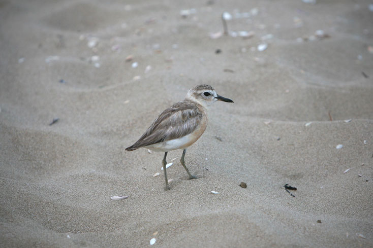 NZDotterel