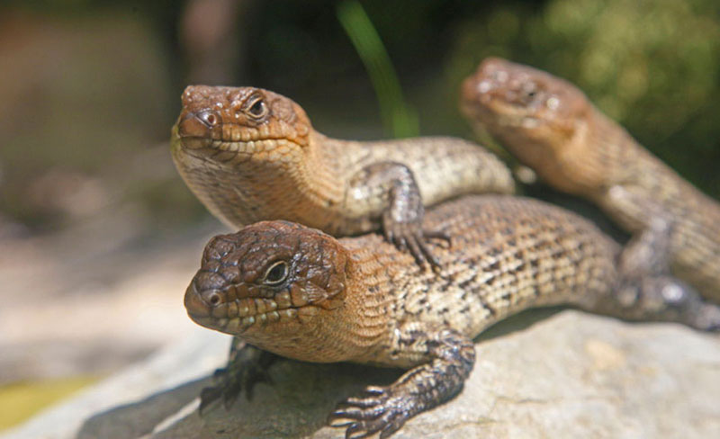 SomethingSkinks