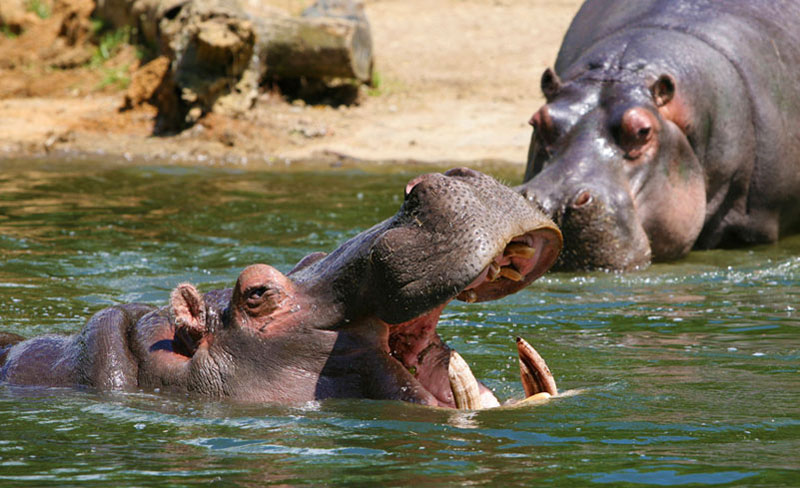 ThirstyHippo